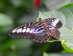 Reiman Gardens at Iowa State University