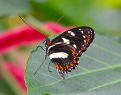 Reiman Gardens at Iowa State University