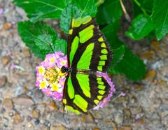 Reiman Gardens at Iowa State University