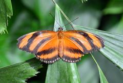 Reiman Gardens at Iowa State University