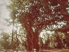 Falsa-seringueira tree in a natural environment