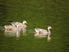 Bar-headed geese at Sukhna Lake in Chandigarh, India