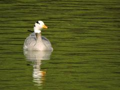 Bar-headed geese at Sukhna Lake in Chandigarh, India