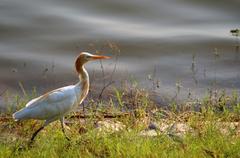 Ardea alba modesta near Sukhna Lake, Chandigarh