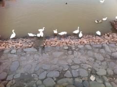 Chandigarh Lake with ducks