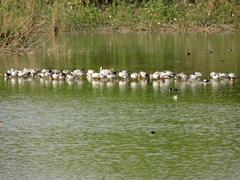 Bar-headed geese at Sukhna Lake in Chandigarh, India