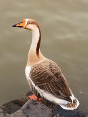 domesticated goose at Sukhna Lake in India