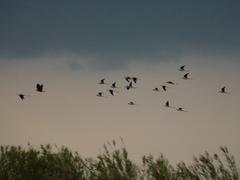 Flying Black-Winged Stilts in the sky