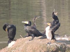 Great cormorant on Sukhna Lake in Chandigarh, India