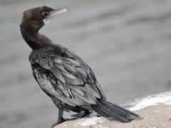 Great cormorant at Sukhna Lake in Chandigarh, India