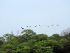 Greylag goose at Sukhna Lake in Chandigarh, India