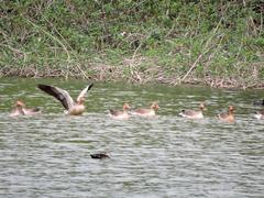 Greylag goose at Sukhna Lake in Chandigarh, India