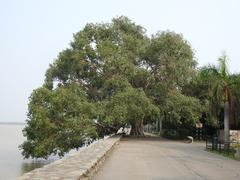 Peepal Heritage Tree on the banks of Sukhna Lake in Chandigarh