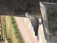 bird on the edge of Sukhna Lake