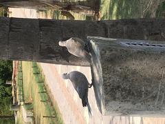 Bird at Sukhna Lake