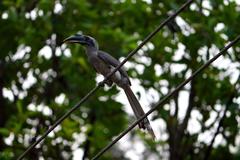 Indian Grey Hornbill Ocyceros birostris perched on wires