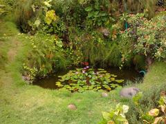 Lily pond at San Thome Basilica