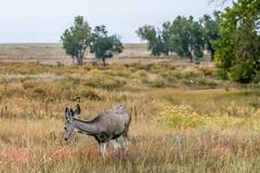 Deer, birds, magpies, and buffalo in Rocky Mountain Arsenal National Wildlife Refuge