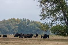 Deer, Birds, Magpies, and Buffalo in Rocky Mountain Arsenal National Wildlife Refuge