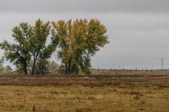 Deer, birds, magpies, and buffalo in Rocky Mountain Arsenal National Wildlife Refuge