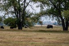 Deer, birds, magpies, and buffalo in Rocky Mountain Arsenal National Wildlife Refuge