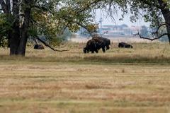 Deer, birds, magpies, and buffalo in Rocky Mountain Arsenal National Wildlife Refuge