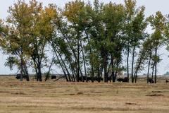 Deer, Birds, Magpies, and Buffalo at Rocky Mountain Arsenal National Wildlife Refuge