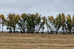 Deer, Birds, Magpies, Buffalo, Rocky Mountain Arsenal National Wildlife Refuge