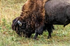 Deer, Birds, Magpies, and Buffalo in Rocky Mountain Arsenal National Wildlife Refuge