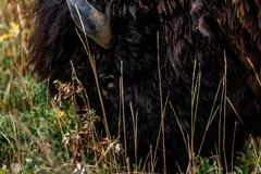 Deer, Birds, Magpies, and Buffalo in Rocky Mountain Arsenal National Wildlife Refuge