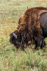 Deer, birds, magpies, and buffalo in Rocky Mountain Arsenal National Wildlife Refuge