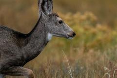 Deer, Birds, Magpies, and Buffalo in Rocky Mountain Arsenal National Wildlife Refuge