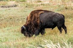 Deer, Birds, Magpies, and Buffalo in Rocky Mountain Arsenal National Wildlife Refuge