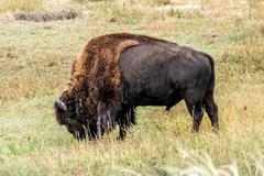 Deer, Birds, Magpies, and Buffalo in Rocky Mountain Arsenal National Wildlife Refuge