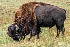 Deer, birds, magpies, and buffalo in Rocky Mountain Arsenal National Wildlife Refuge