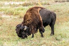 Deer, birds, magpies, and buffalo in Rocky Mountain Arsenal National Wildlife Refuge