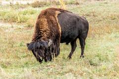 wildlife at Rocky Mountain Arsenal National Wildlife Refuge