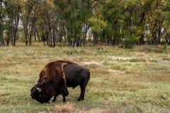 Deer, birds, magpies, and buffalo in Rocky Mountain Arsenal National Wildlife Refuge, Denver, Colorado