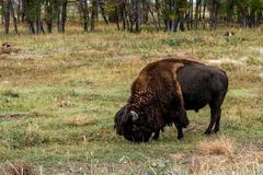 Animals at Rocky Mountain Arsenal National Wildlife Refuge, Denver