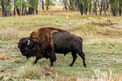 Deer, birds, magpies, and buffalo in Rocky Mountain Arsenal National Wildlife Refuge