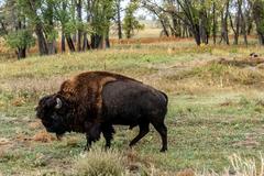 Deer, birds, magpies, and buffalo in Rocky Mountain Arsenal National Wildlife Refuge