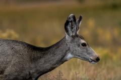 wildlife in Rocky Mountain Arsenal National Wildlife Refuge