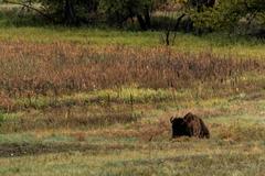 Wildlife in Rocky Mountain Arsenal National Wildlife Refuge