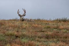 Deer, birds, magpies, and buffalo in Rocky Mountain Arsenal National Wildlife Refuge