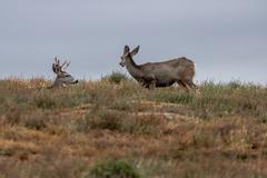 Deer, birds, magpies, and buffalo in Rocky Mountain Arsenal National Wildlife Refuge