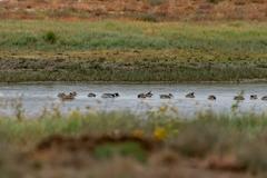 Wildlife at Rocky Mountain Arsenal National Wildlife Refuge