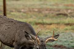 Deer, birds, magpies, and buffalo in Rocky Mountain Arsenal National Wildlife Refuge