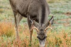 Deer, Birds, Magpies, and Buffalo in Rocky Mountain Arsenal National Wildlife Refuge