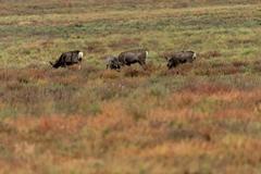 Deer, birds, magpies, and buffalo at Rocky Mountain Arsenal National Wildlife Refuge