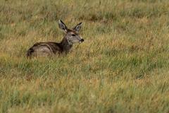 Deer, Birds, Magpies, and Buffalo at Rocky Mountain Arsenal National Wildlife Refuge